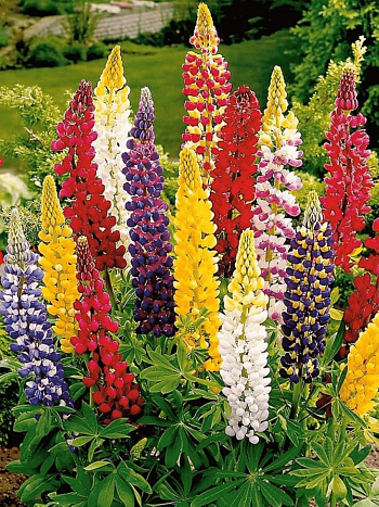 Люпин многолистный смесь (Mix)