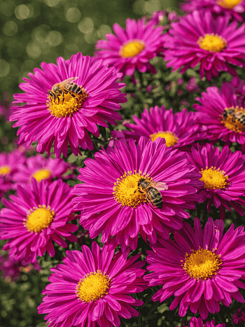 Астра ново-бельгийская Neron