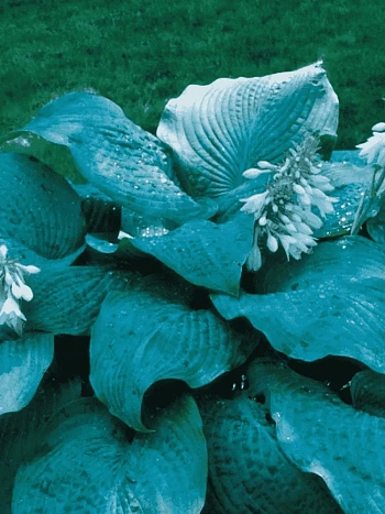 Хоста Blue Mammoth