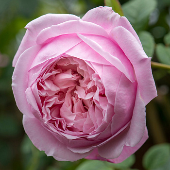 Роза английская парковая Спирит оф Фридом