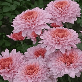 Хризантема корейская Айседора Дункан