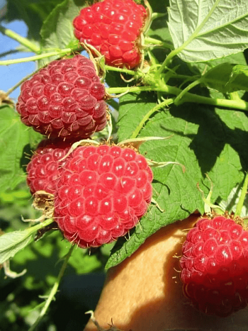 Малина обыкновенная Josephine