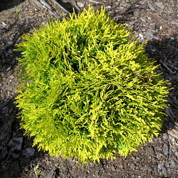 Туя западная Мириам