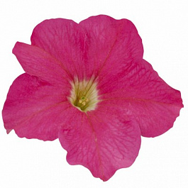 Петуния грандифлора Игл Пинк