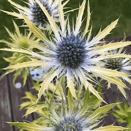 Синеголовник гибридный Neptune's Gold