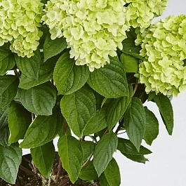 Гортензия метельчатая Panatella