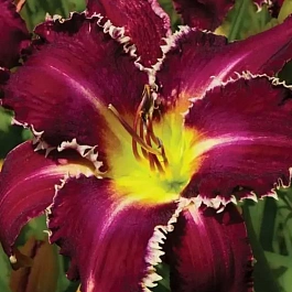 Лилейник Snaggle Tooth