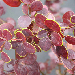 Барбарис Тунберга Голден Ринг Барбарис Тунберга Голден Ринг