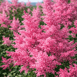 Астильба японская Rheinland