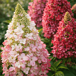 Гортензия метельчатая Magical Vesuvio