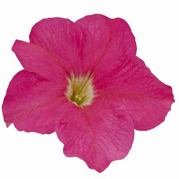 Петуния грандифлора Игл Пинк