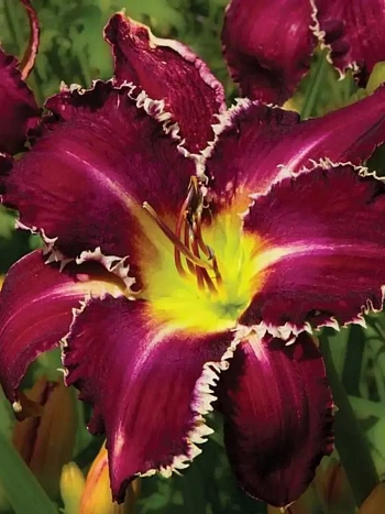 Лилейник Snaggle Tooth