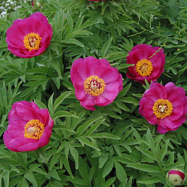 Пион уклоняющийся