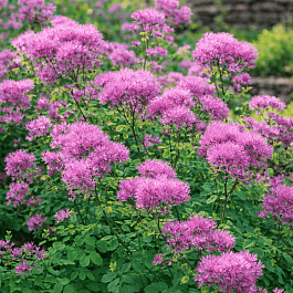 Василистник водосборолистный
