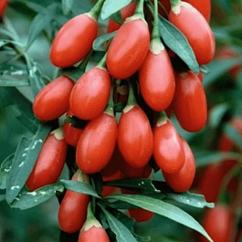 Годжи обыкновенная Korean Big