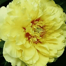 Пион ИТО Garden Treasure