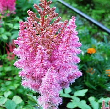 Астильба китайская Розенкертц