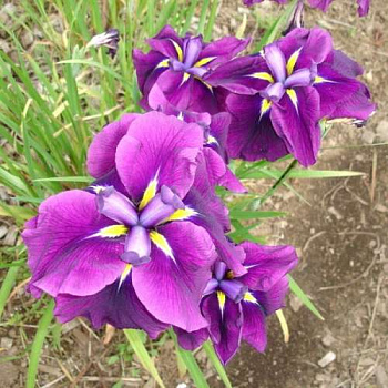 Ирис японский Гуд Омен