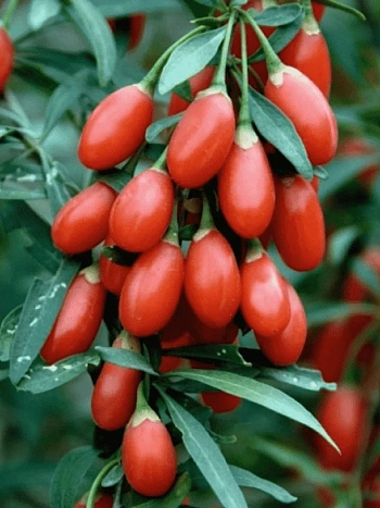 Годжи обыкновенная Korean Big