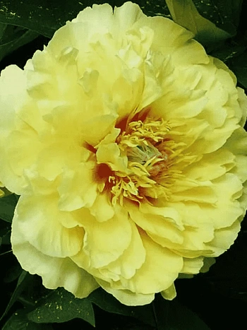 Пион ИТО Garden Treasure