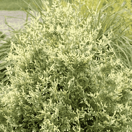 Туя западная Goldperle