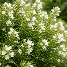 Чабер горный