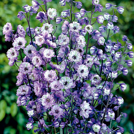 Дельфиниум высокий Ла Богема