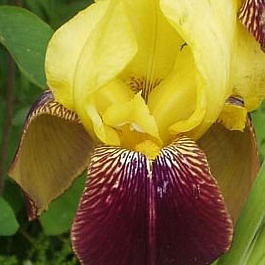 Ирис бородатый Раджа Брук