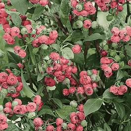 Голубика высокорослая Pink Blueberry