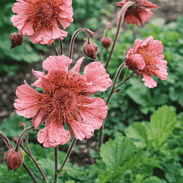 Гравилат чилийский Pink Fluffy