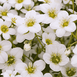 Камнеломка Арендса Rockies White