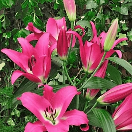 Лилия Competition