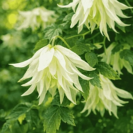 Клематис Lemon Beauty