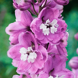 Дельфиниум  культурный M.F. Lavender with White Bee