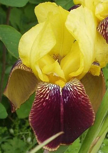 Ирис бородатый Раджа Брук