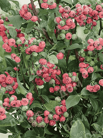 Голубика высокорослая Pink Blueberry