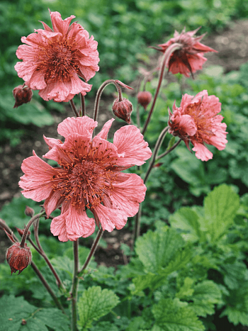 Гравилат чилийский Pink Fluffy