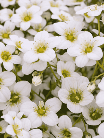 Камнеломка Арендса Rockies White