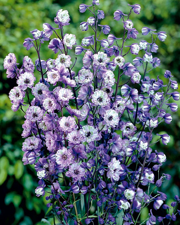 Дельфиниум высокий Ла Богема Дельфиниум высокий Ла Богема