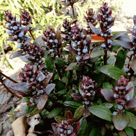 Живучка ползучая Chocolate  Chips