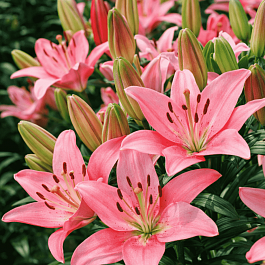 Лилия Trendy San Francisco