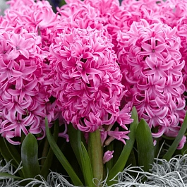 Гиацинт Pink Pearl