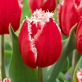 Тюльпан бахромчатый Нью Санта