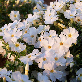 Флокс Дугласа Вайт Адмирал Флокс Дугласа Вайт Адмирал