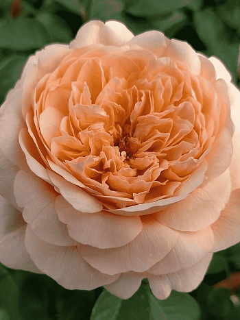 Роза чайно-гибридная Tropicana