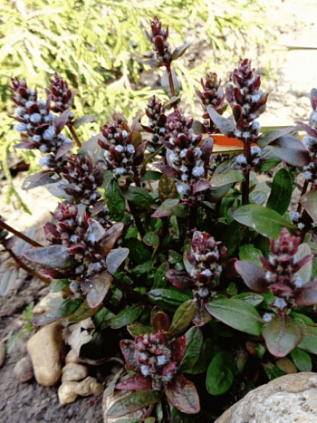 Живучка ползучая Chocolate  Chips