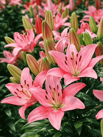 Лилия Trendy San Francisco