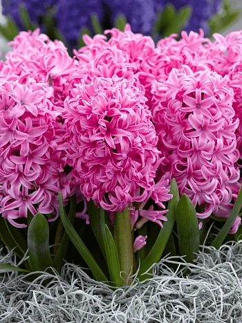 Гиацинт Pink Pearl