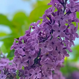 Сирень обыкновенная