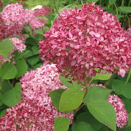 Гортензия древовидная Пинк Анабель